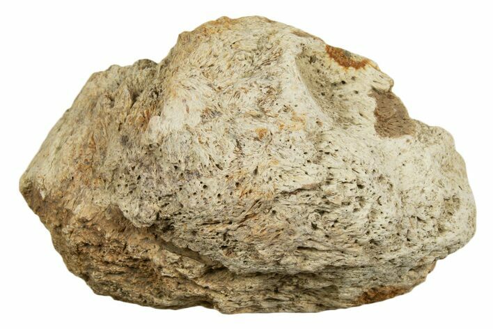 Dinosaur (Triceratops) Frill Shield Section - Montana #338856